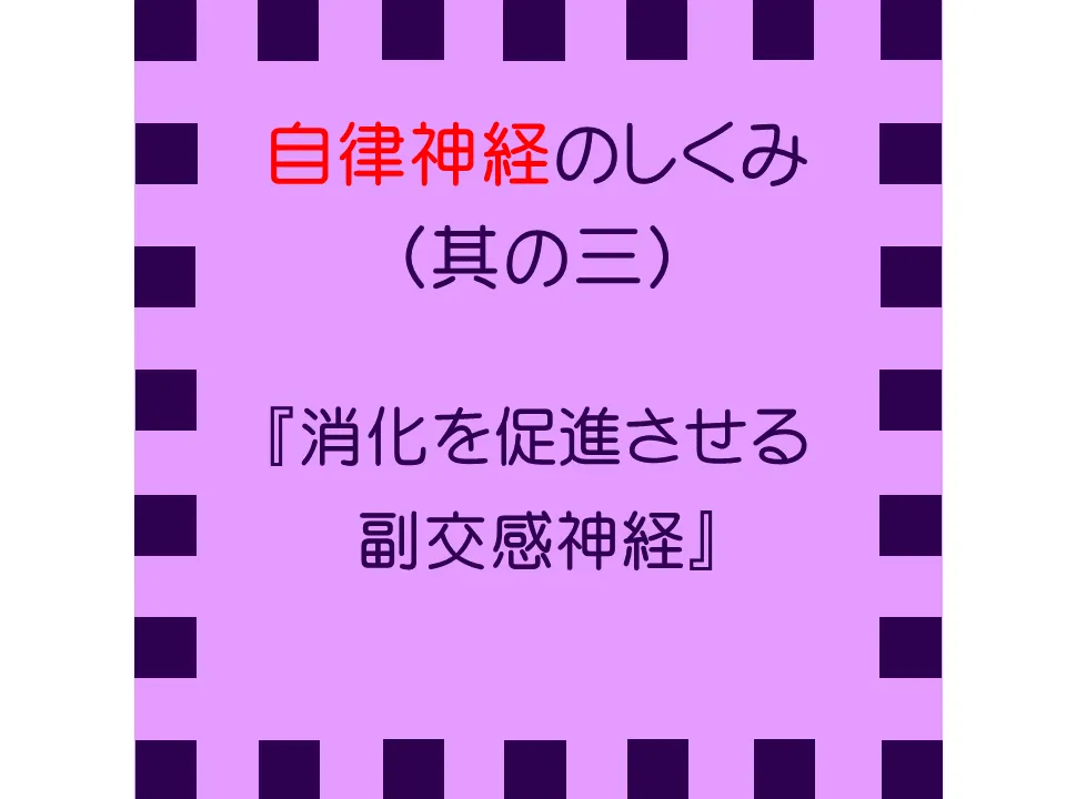 自律神経のしくみ (其の三)『消化を促進させる副交感神経』